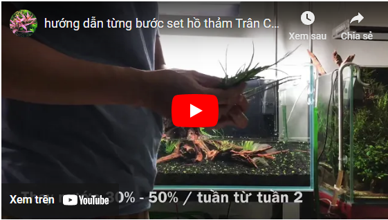 Clip Từng Bước Set Hồ thảm Trân Châu Cu Ba